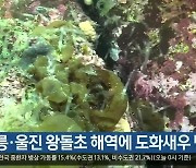 [여기는 포항] 울릉·울진 왕돌초 해역에 도화새우 방류 외