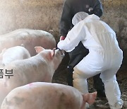 강원 홍천 돼지농장서 올해 첫 아프리카돼지열병 발생