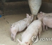 강원 홍천 돼지농장서 ASF 발생..경기·강원 '일시이동중지'