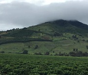 일리카페, 2023년까지 탄소중립 커피 재배..재생농업 시범 나서