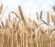 '밀·식용유·대두' 올해 26개국 농산물 수출 제한..식량 위기 커진다