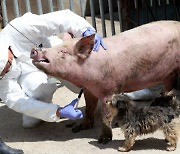 [속보] 강원 홍천 양돈장서 올해 첫 아프리카돼지열병 발생