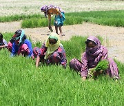 인도, 밀·설탕 이어 쌀 수출 금지할수도.."시간 문제"