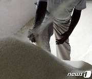 인도 보호주의 다음 표적 '쌀'..밀·설탕 이어 수출제한 검토