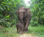 '멸종 위기' 수마트라 코끼리, 만삭 상태서 사망한 채 발견