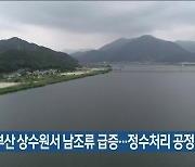 부산 상수원서 남조류 급증..정수처리 공정 강화