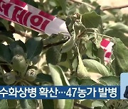 충북 과수화상병 확산..47농가 발병