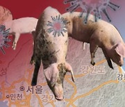 경북도, 양돈 농가 19곳 이동제한..ASF 유입 차단
