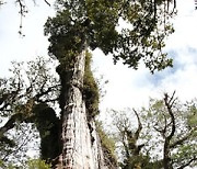'최고 5484살 추정' 칠레 나무, 세계 최고령 가능성