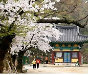 김제 모악산축제, 봄 대신 6월 여름 오프라인 개최