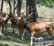 CHINA-INNER MONGOLIA-MILU DEER-FERALIZATION (CN)