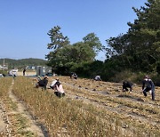 신안군, 농번기 농촌 일손 돕기 총력 추진