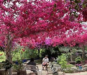 부겐빌레아 꽃 만개한 한림공원