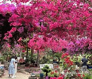 부겐빌레아 꽃 만개한 한림공원