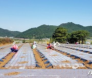 정부, 마늘·양파 수확시기 인력수급 상황 집중 점검
