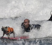 SPAIN DOG SURFING CHAMPIONSHIP