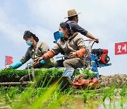 코로나19에 마스크 쓰고 모내기하는 북한 농장원