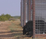 한국서 담즙 착취 당한 곰 22마리의 미국行..자유의 땅 밟았다