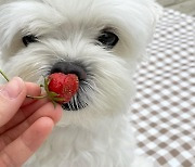 아이비, 직접 기른 딸기 수확..이걸 누구 코에 붙여?