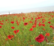 [뉴시스 앵글] 지금 영광은..양귀비의 유혹과 황금빛 금계국의 물결