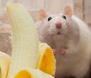 [핵잼 사이언스] 수컷 쥐는 바나나 무서워한다?..냄새맡고 스트레스↑