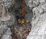 입 벌린 바다직박구리 새끼 다섯 마리