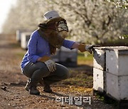 [포토] 캘리포니아아몬드협회, 꿀벌과 공생 노력