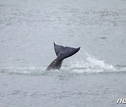 영국해협서 센강 따라 흘러온 범고래..몇 주간 표류 끝에 숨져