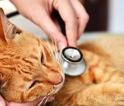 고양이 치료비 1순위 피부 질환, 영양제 선택 시 주의사항