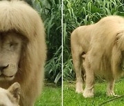 "사자가 미용실 다녀왔나?" 중국 동물원 '일자머리 사자' 인기 폭발