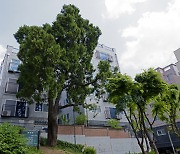 [고규홍의 큰 나무 이야기] 서울 도심의 사람살이 향기
