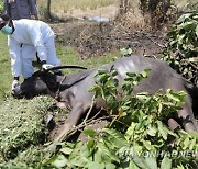 INDONESIA FMD VIRUS OUTBREAK