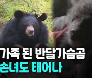 [영상] 대가족 된 지리산 반달가슴곰..'증손주'도 태어나