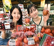 홈플러스, 빨간 과일 '토마토·체리·사과' 할인 행사
