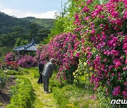 '장미꽃과 함께 추억을' 영동 노근리평화공원 정원축제 2년만에 개최