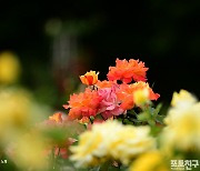 [포토친구] 아름다운 장미꽃