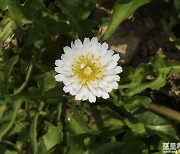 [포토친구] 하얀 민들레 꽃