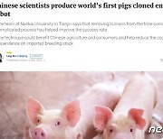 중국 로봇으로 복제돼지 생산 성공 '세계 최초'