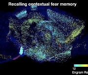 KAIST, 기억저장 세포 뇌 지도 제작 기법 개발