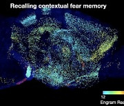 KAIST, 기억저장 세포의 뇌 지도 제작 기법 개발