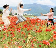 [뉴시스 앵글]꽃양귀비 가득한 단양 남한강변