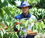 농진청 과수 시험 재배지 연구용 체리 수확