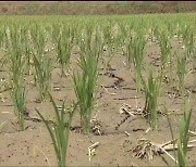 논 바닥이 '쩍쩍'..최악의 가뭄에 농가 비상