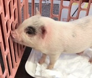 [영상] 개업 정육점 앞에 살아있는 아기돼지..주인 측 "홍보 아니다" 논란