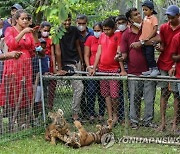 SRI LANKA ANIMALS BENGALI TIGER CUBS