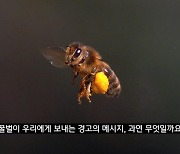 김효진-서경덕, '세계 환경의 날' 맞아 '꿀벌의 경고' 영상 배포