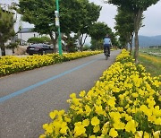 정읍천 자전거도로, 초여름 노란 황금 달맞이꽃 '활짝'