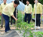 가뭄 피해 지역 농작물 점검하는 최문순 화천군수