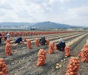 함양군 2022년산 양파 수확 시작 [함양소식]