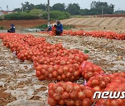 '양파 최대 주산지'